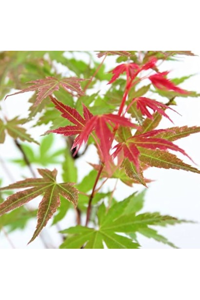 Клен Фенікс в Україні